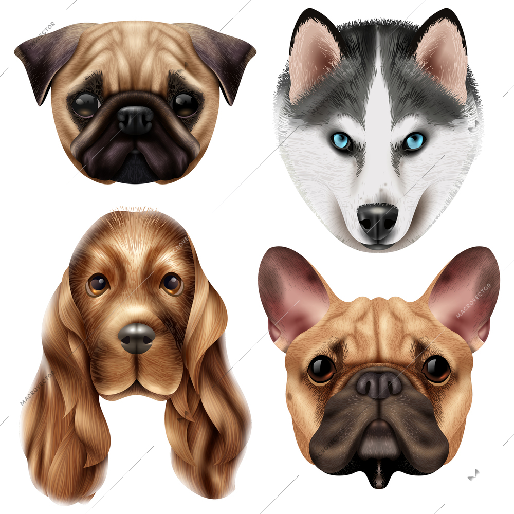 Colored and isolated realistic dog breed icon set with four cute canine muzzles vector illustration