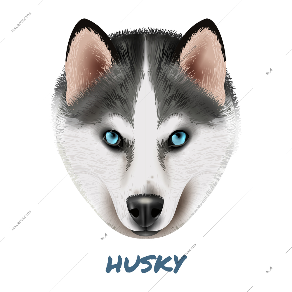 Colored realistic dog husky portrait composition with beautiful face and blue eyes vector illustration