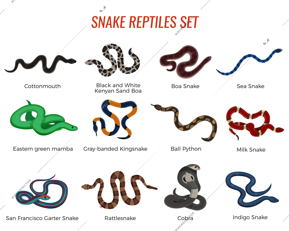 Snakes reptiles set with boa of various types, royal python, cobra, rattlesnake, sea serpent isolated vector illustration