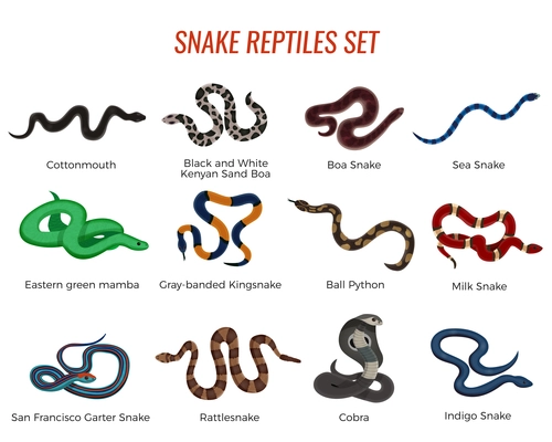 Snakes reptiles set with boa of various types, royal python, cobra, rattlesnake, sea serpent isolated vector illustration