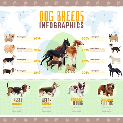 Colored dog breeds infographics with welsh corgi French and English bulldog breeds vector illustration