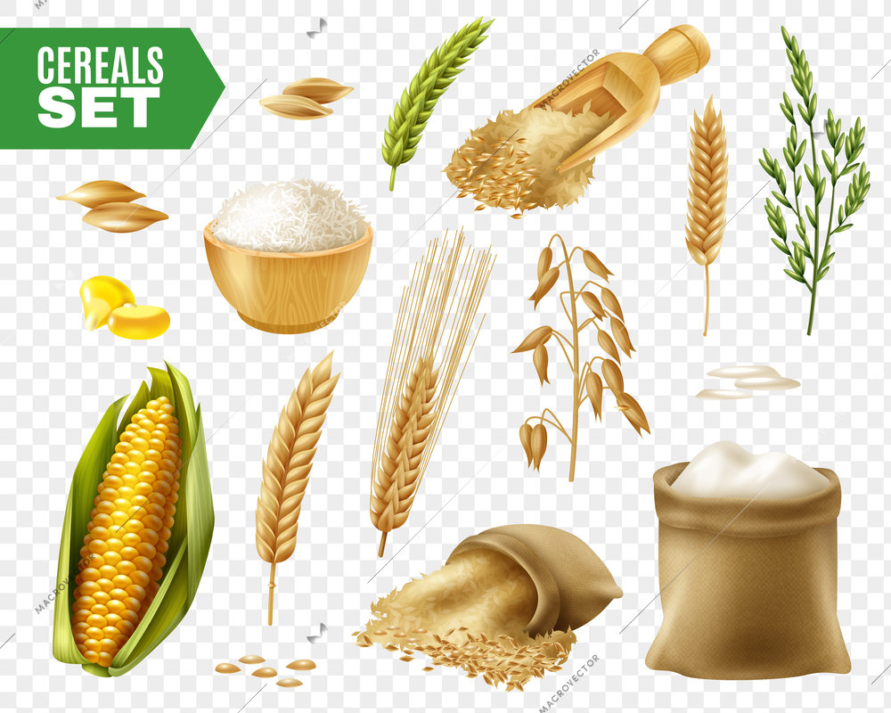 Colored realistic and isolated cereals transparent icon set with steps of production vector illustration