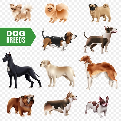 Colored and isolated dog breeds icon set cute and realistic on transparent background vector illustration