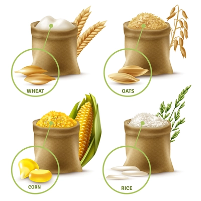 Set of agricultural cereals including sacks with wheat flour, oat, corn and rice isolated vector illustration
