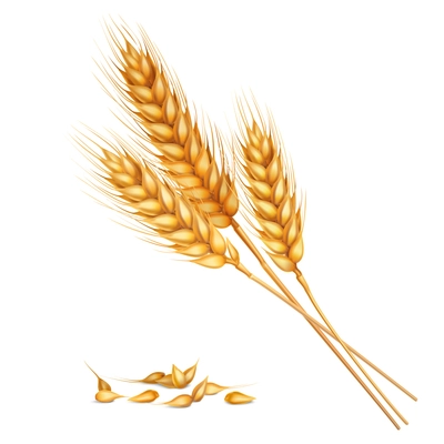 Realistic yellow ripe spikelets and grains of wheat composition on white background 3d vector illustration