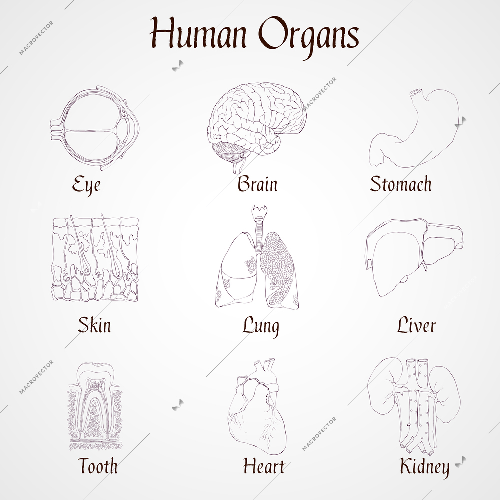 Human organs outline icons set of kidney heart tooth liver lung isolated vector illustration
