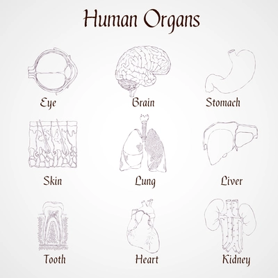 Human organs outline icons set of kidney heart tooth liver lung isolated vector illustration