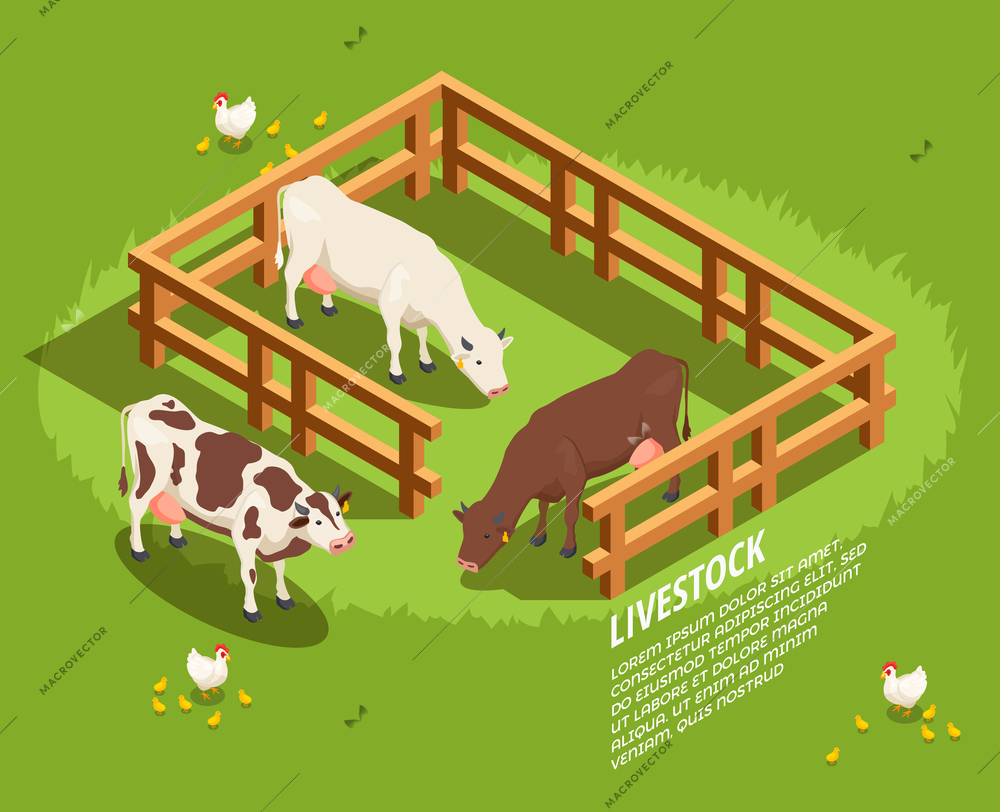 Livestock including cows in paddock, hens with chicks on pasture isometric composition on green background vector illustration