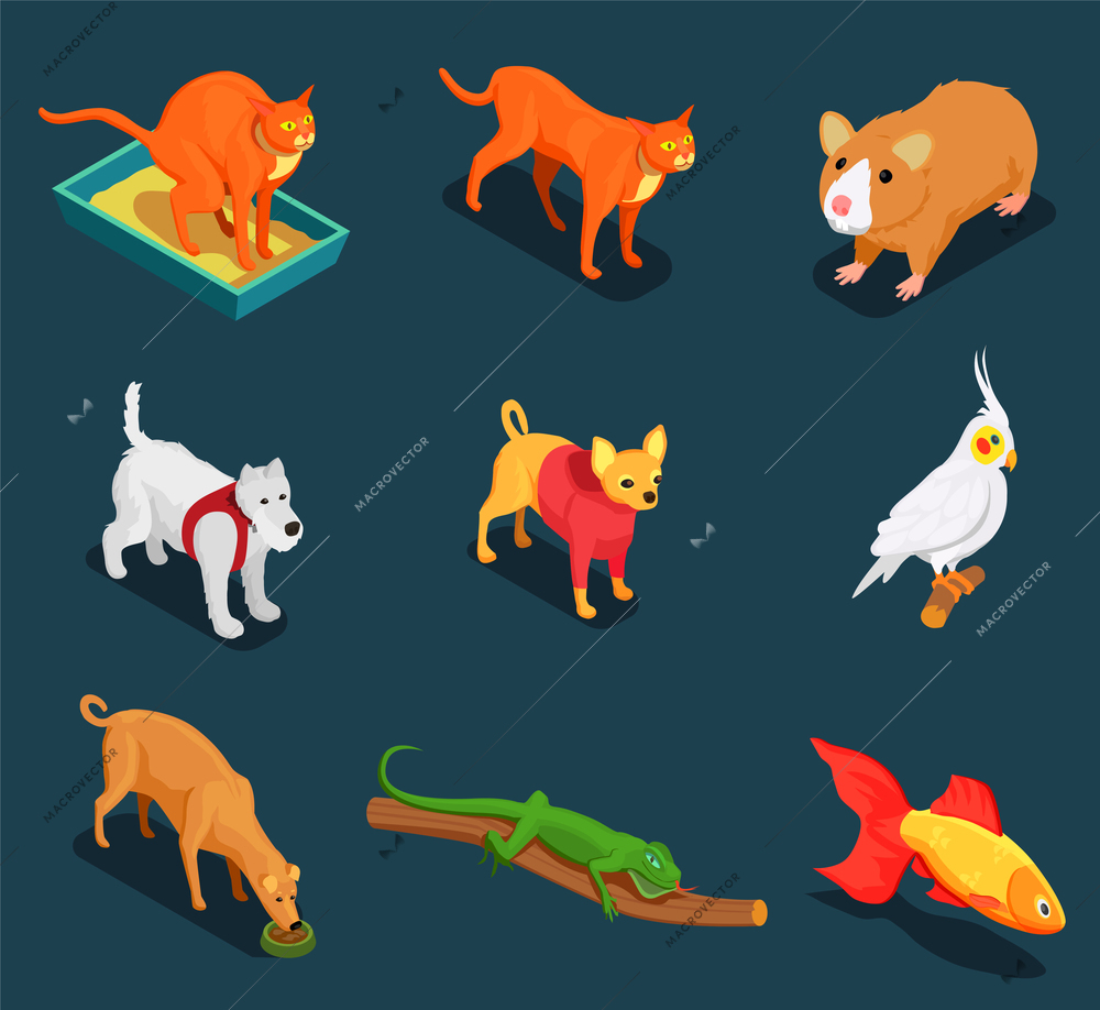 Pet shop colorful isometric icons set with guinea pig cat dog lizard on dark background vector illustration