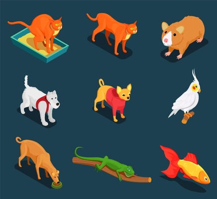 Pet shop colorful isometric icons set with guinea pig cat dog lizard on dark background vector illustration