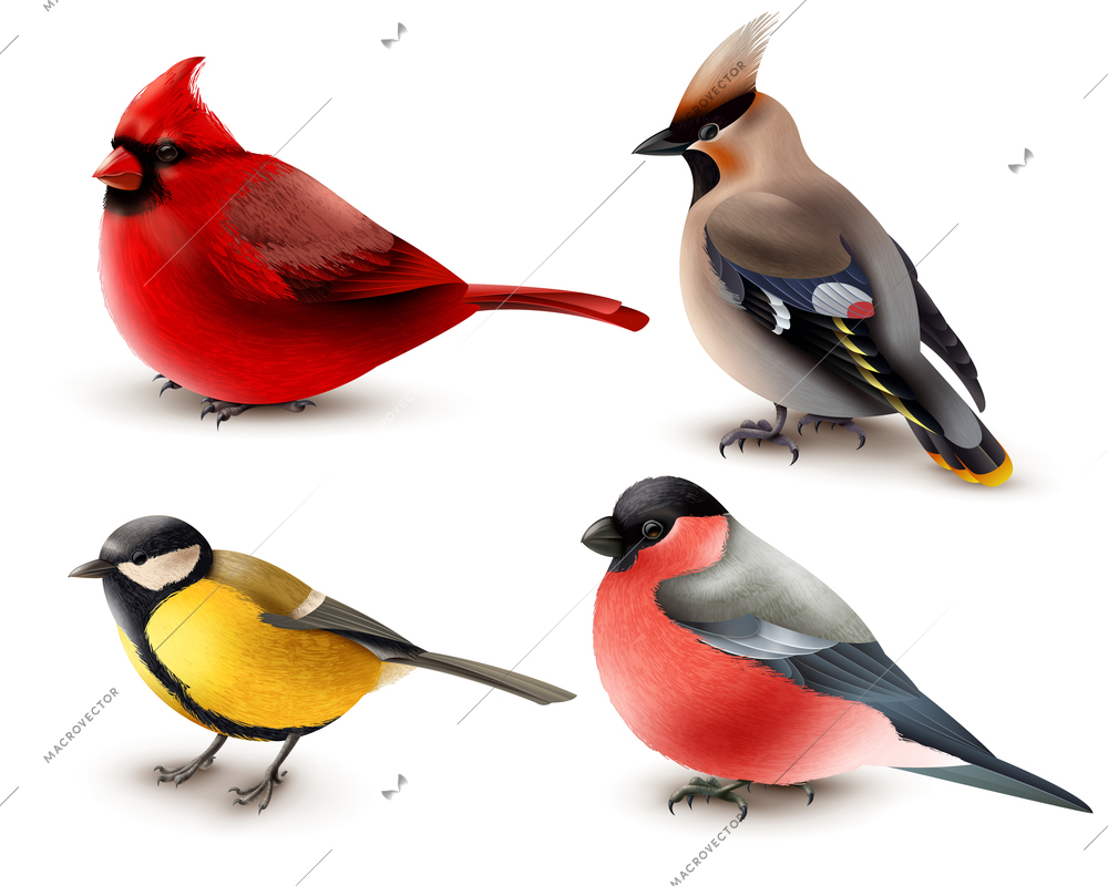 Set of winter birds with red cardinal, titmouse, waxwing and bullfinch, 3d design isolated vector illustration