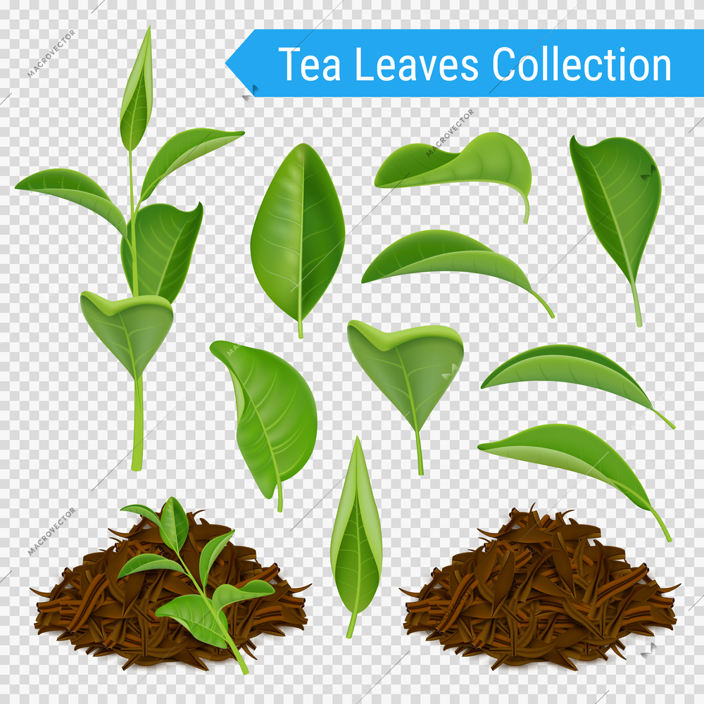 Set of realistic green leaves and heaps of dried tea foliage isolated on transparent background vector illustration