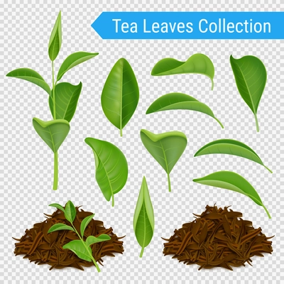 Set of realistic green leaves and heaps of dried tea foliage isolated on transparent background vector illustration