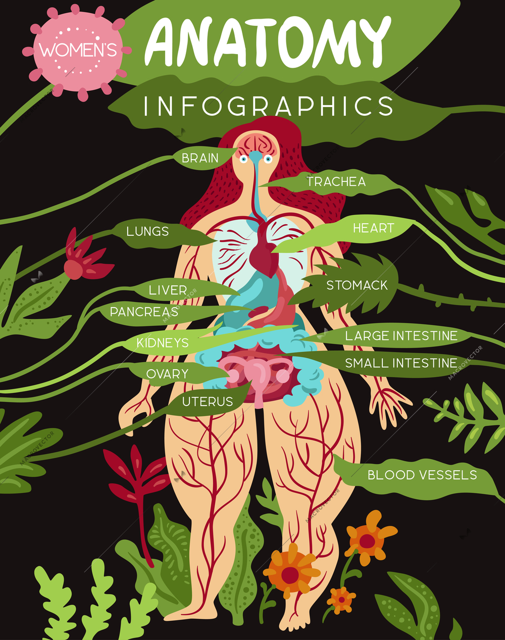 Anatomy medical infographics layout with women organs and systems of body vitality flat vector illustration