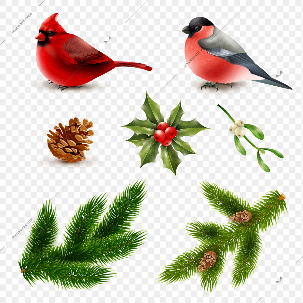 Set of winter birds red cardinal and bullfinch with fir branches isolated on transparent background vector illustration
