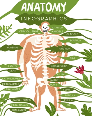 Skeleton anatomy infographics layout with human body image and detailed description of component parts of skeletal system flat vector illustration