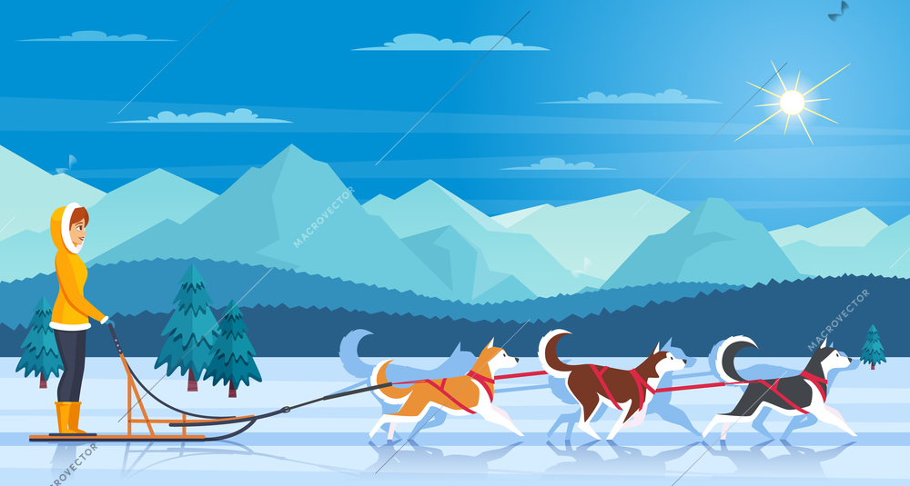 Sleddog huskies with mountains trees sun and musher flat vector illustration