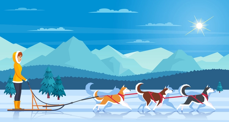 Sleddog huskies with mountains trees sun and musher flat vector illustration