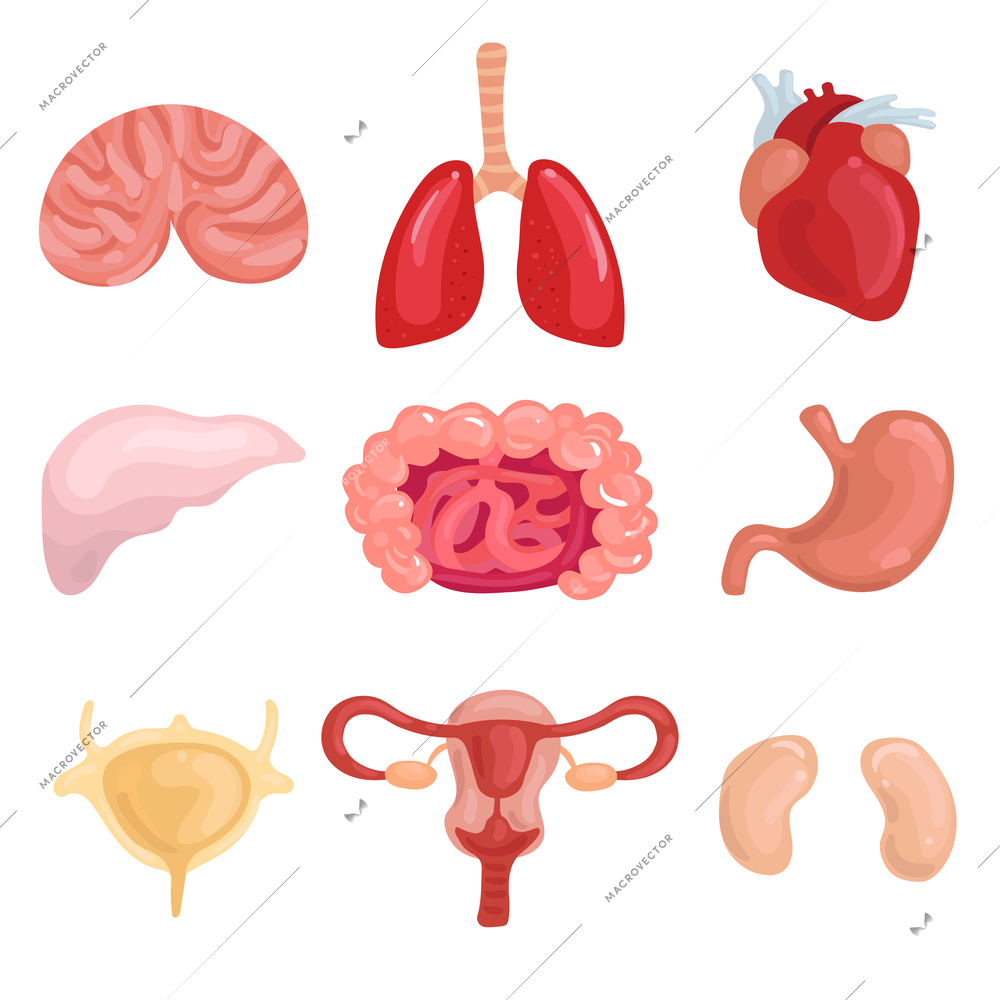 Human internal organs set with lungs brain liver uterus intestine stomack heart kidney isolated vector illustration