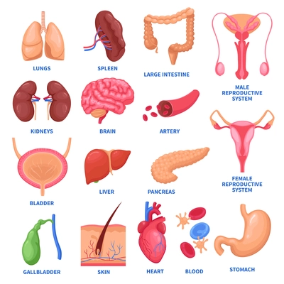 Set of human internal organs including brain, heart, liver, spleen, kidneys, reproductive system, skin isolated vector illustration