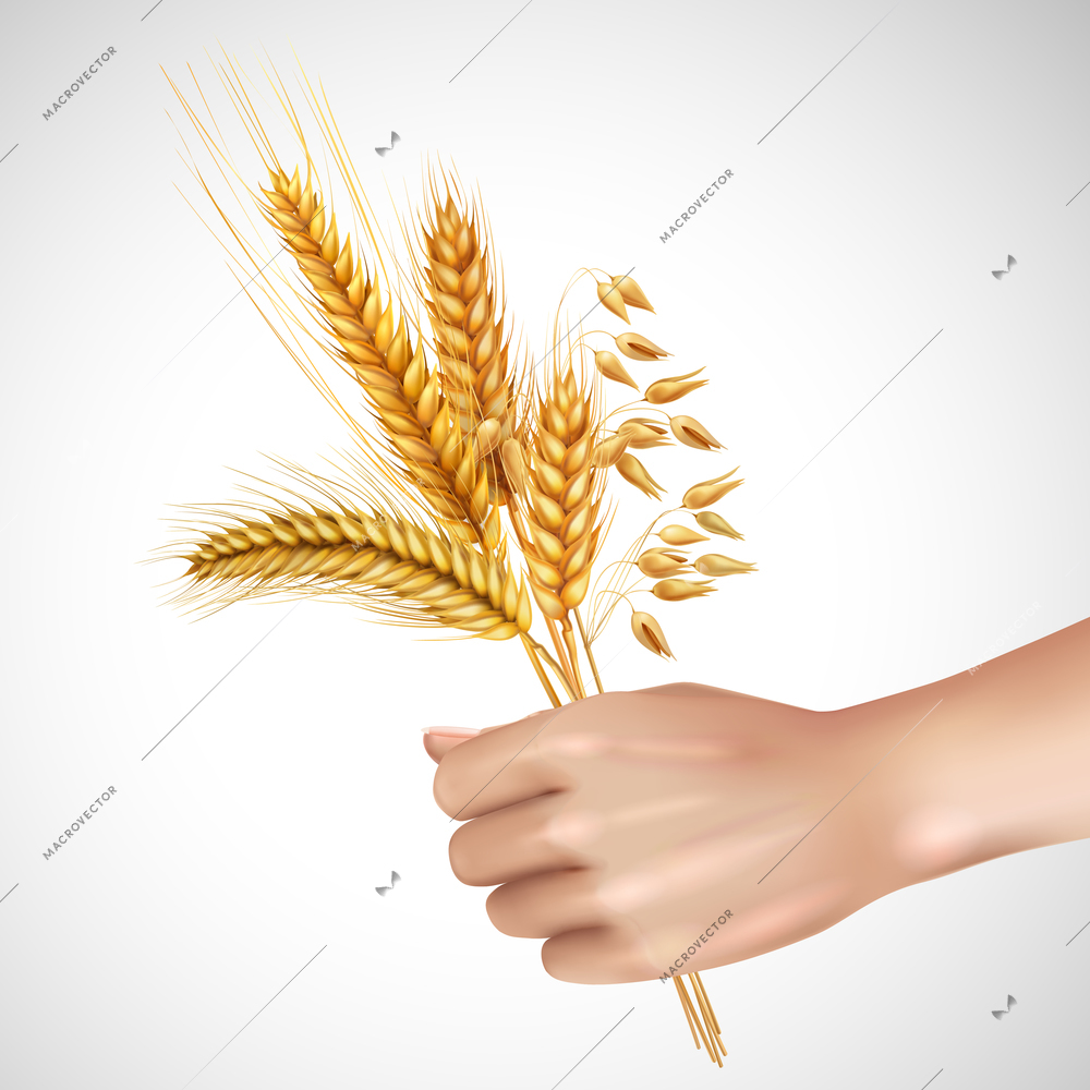 Spikelets of cereals including wheat, barley, oat in female hand realistic composition on white background vector illustration