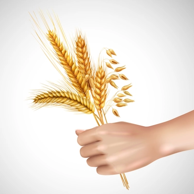 Spikelets of cereals including wheat, barley, oat in female hand realistic composition on white background vector illustration