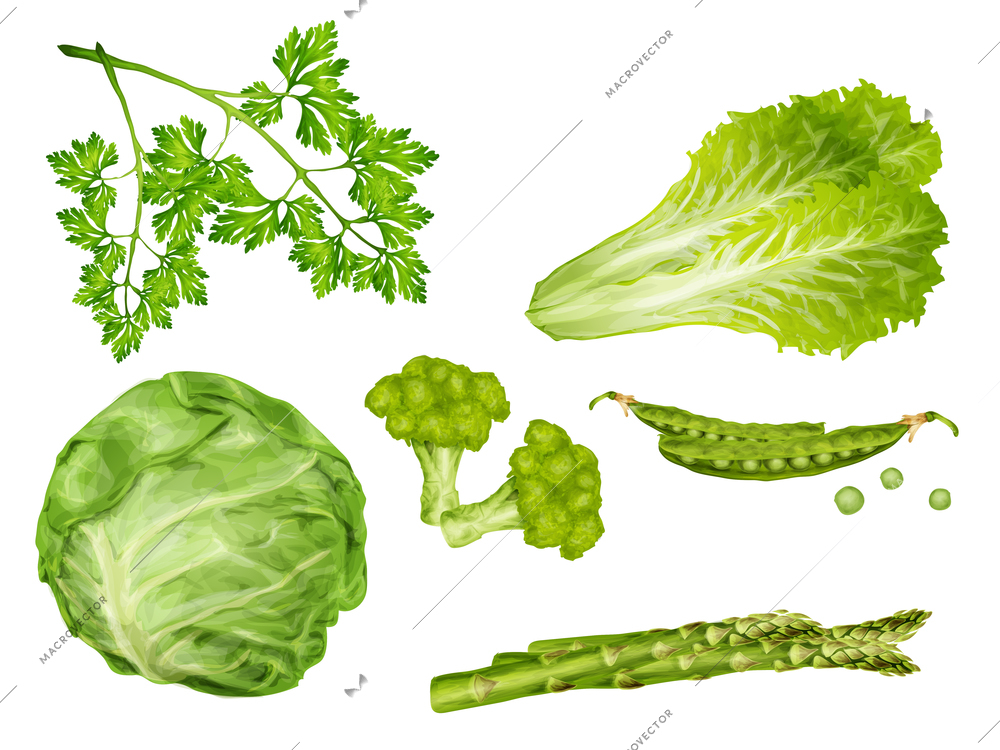 Green vegetable organic food set with cabbage parsley peas lettuce isolated vector illustration