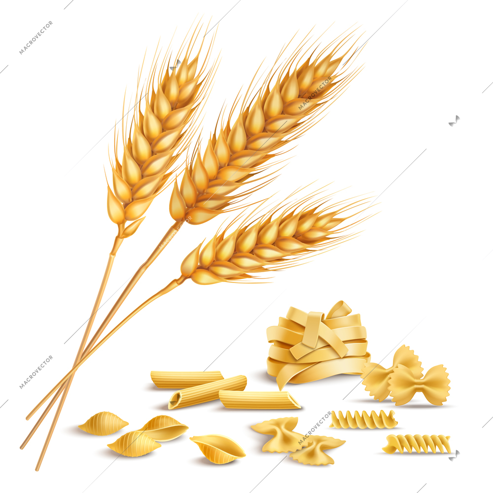 Realistic ripe wheat spikelets and pasta including fusilli, farfalle, penne composition on white background vector illustration