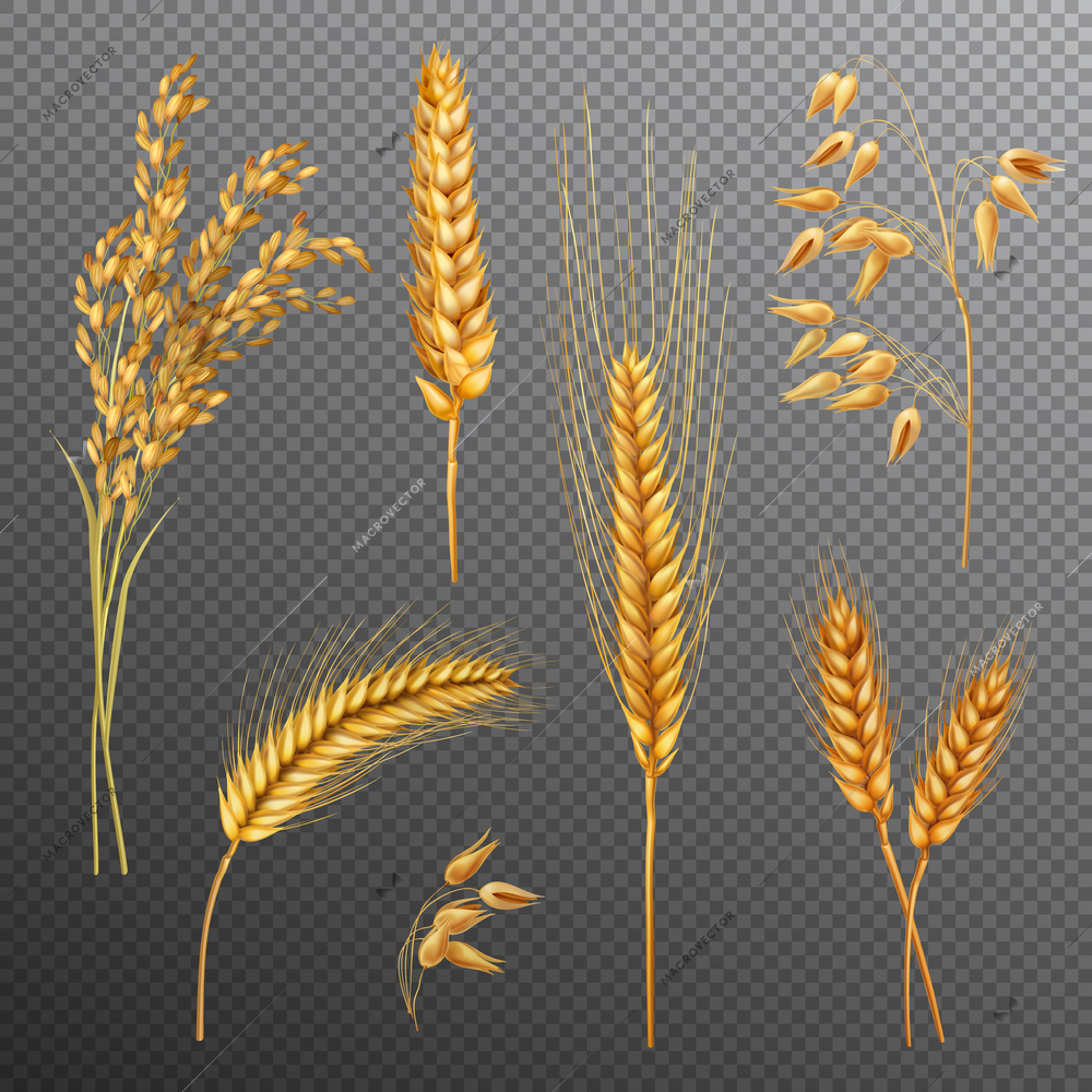 Realistic cereals set with rice, oats, spikelets of wheat and barley isolated on transparent background vector illustration