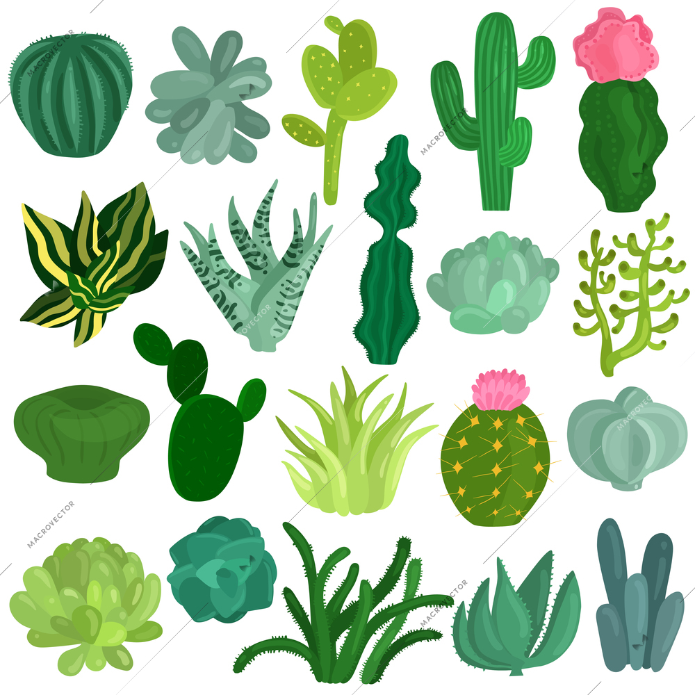 Cacti and succulent plants varieties flat icons collection with aloe crassula echeveria opuntia euphorbia isolated vector illustration