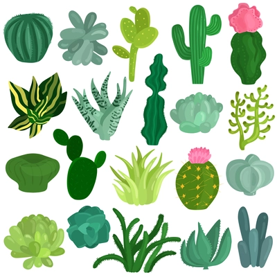 Cacti and succulent plants varieties flat icons collection with aloe crassula echeveria opuntia euphorbia isolated vector illustration