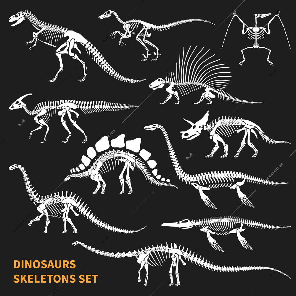 Dinosaurs skeletons isolated icons set on blackboard background in chalkboard style hand drawn vector illustration