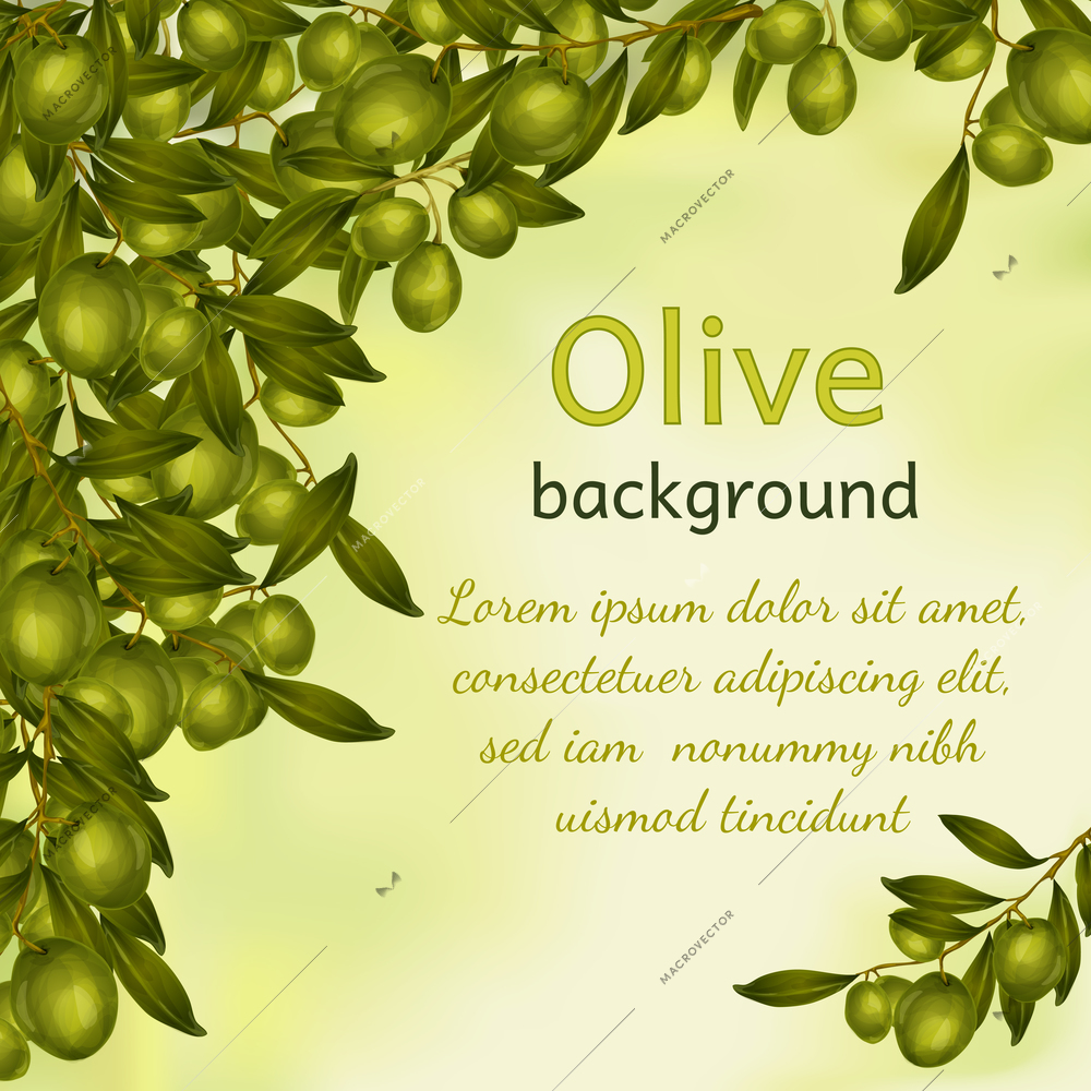 Organic natural food olive tree branch background vector illustration