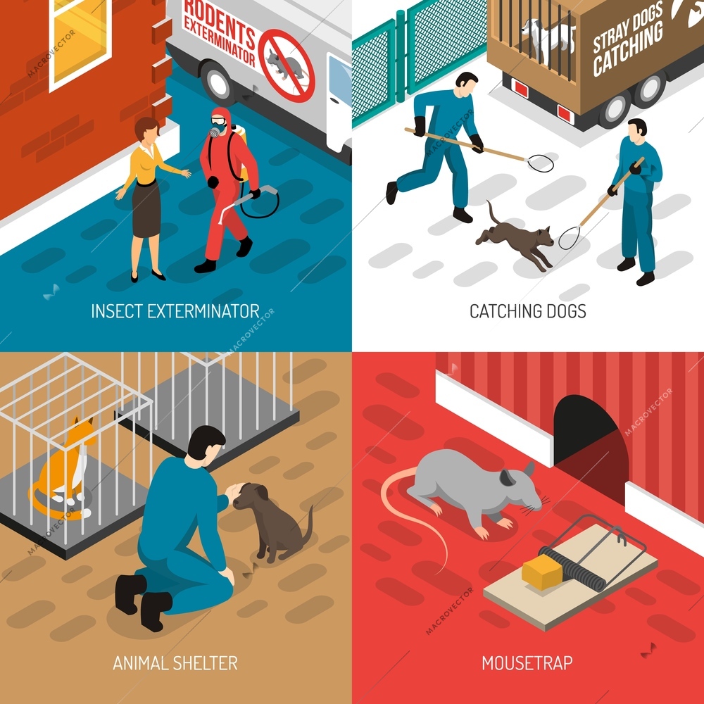 Animal control services 4 isometric icons square concept with stray dog catching and insects extermination vector illustration