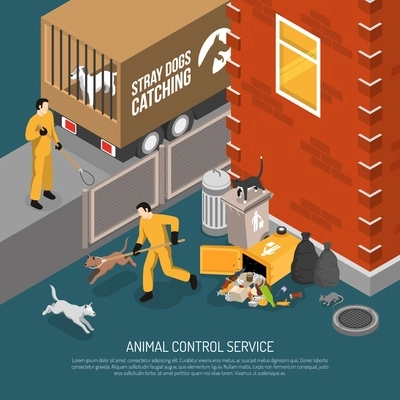 Animal control service catching stray abandoned and lost dogs eating from garbage cans isometric poster vector illustration