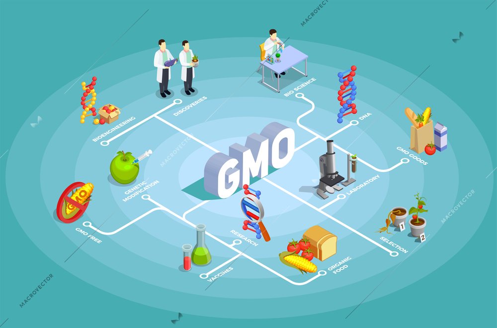 Genetically modified organisms isometric flowchart on turquoise background with dna, research, organic food, gmo goods vector illustration