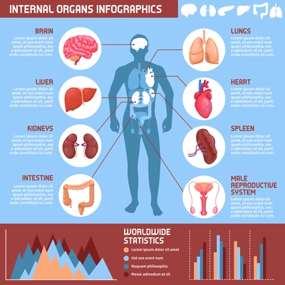 Human internal organs infographics with information about digestive, respiratory and reproductive systems in male body vector illustration