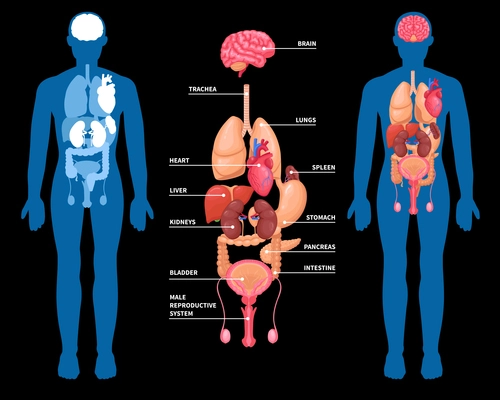 Human anatomy layout of internal organs in male body isolated on black background vector illustration