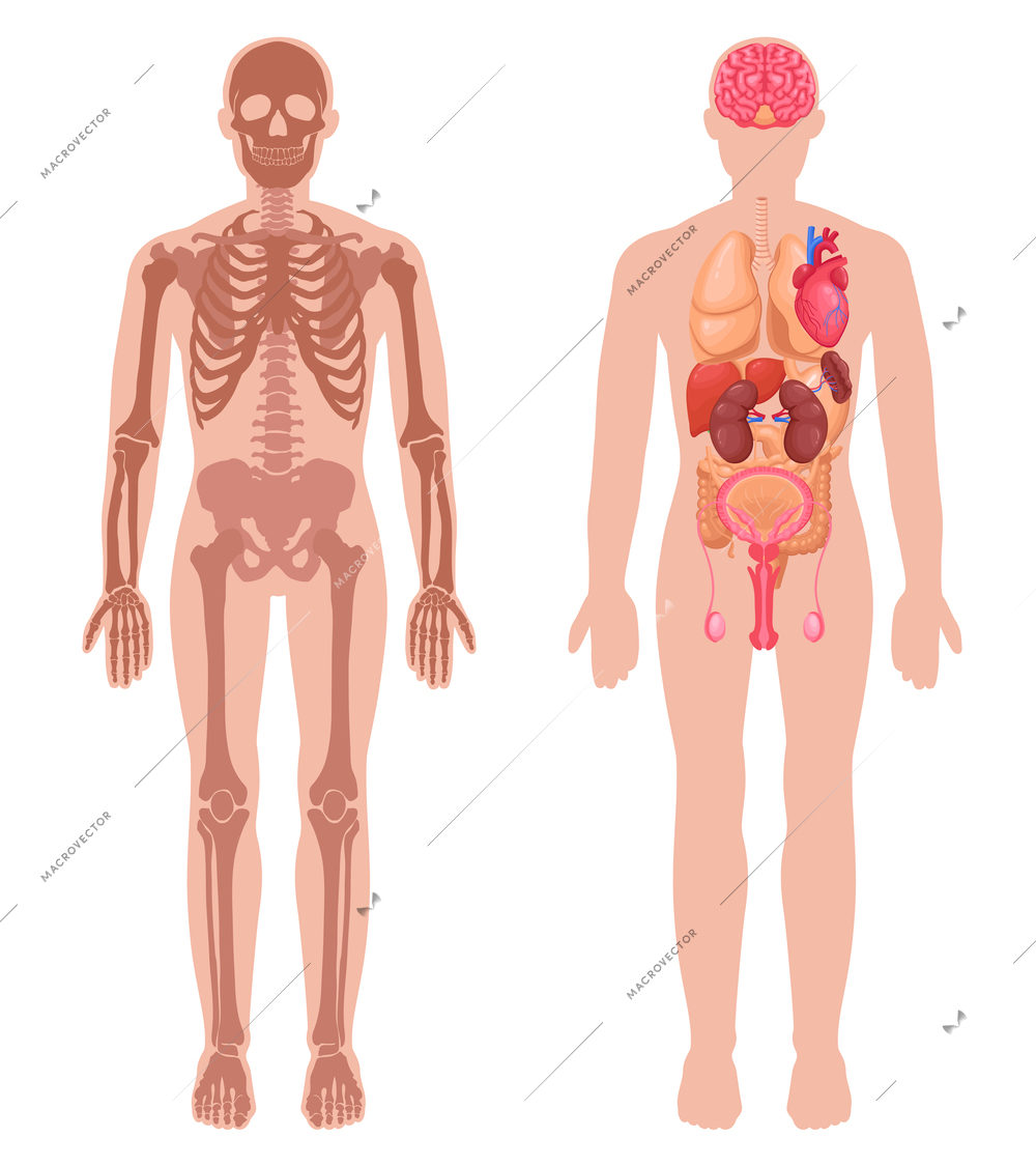 Human anatomy set with skeleton structure and internal organs in male body isolated vector illustration