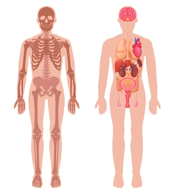 Human anatomy set with skeleton structure and internal organs in male body isolated vector illustration