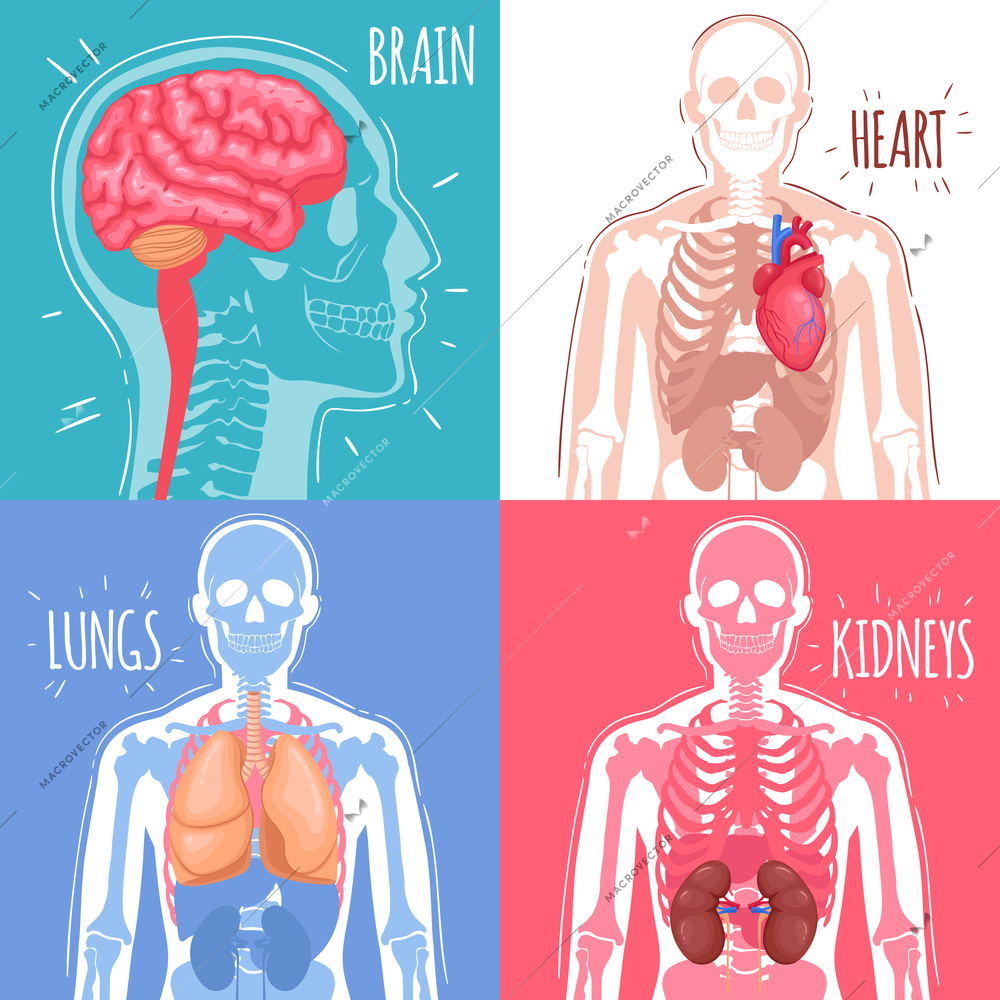 Human internal organs design concept with brain, heart, lungs, kidneys and skeleton structure isolated vector illustration