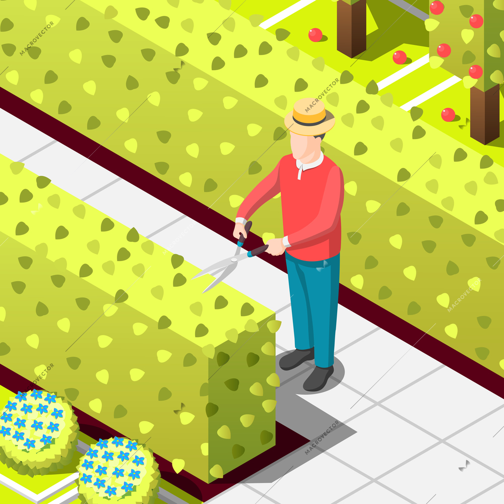 Gardener, employed worker with secateur during trimming of hedges, isometric background with bushes and trees vector illustration