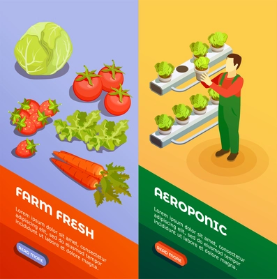 Hydroponic and aeroponic vertical  banners with farmer growing fresh fresh fruits and vegetables isometric vector illustration