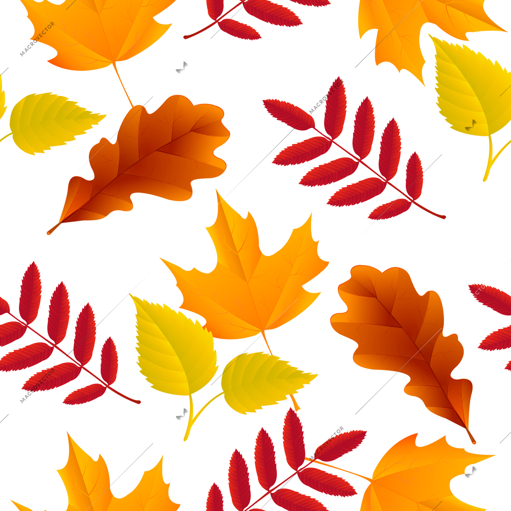 Seamless autumn oak, maple, ash, birch leaves pattern vector illustration
