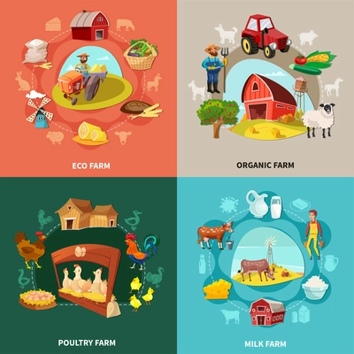 Four squares farm cartoon concept set with eco organic milk and poultry farms descriptions vector illustration