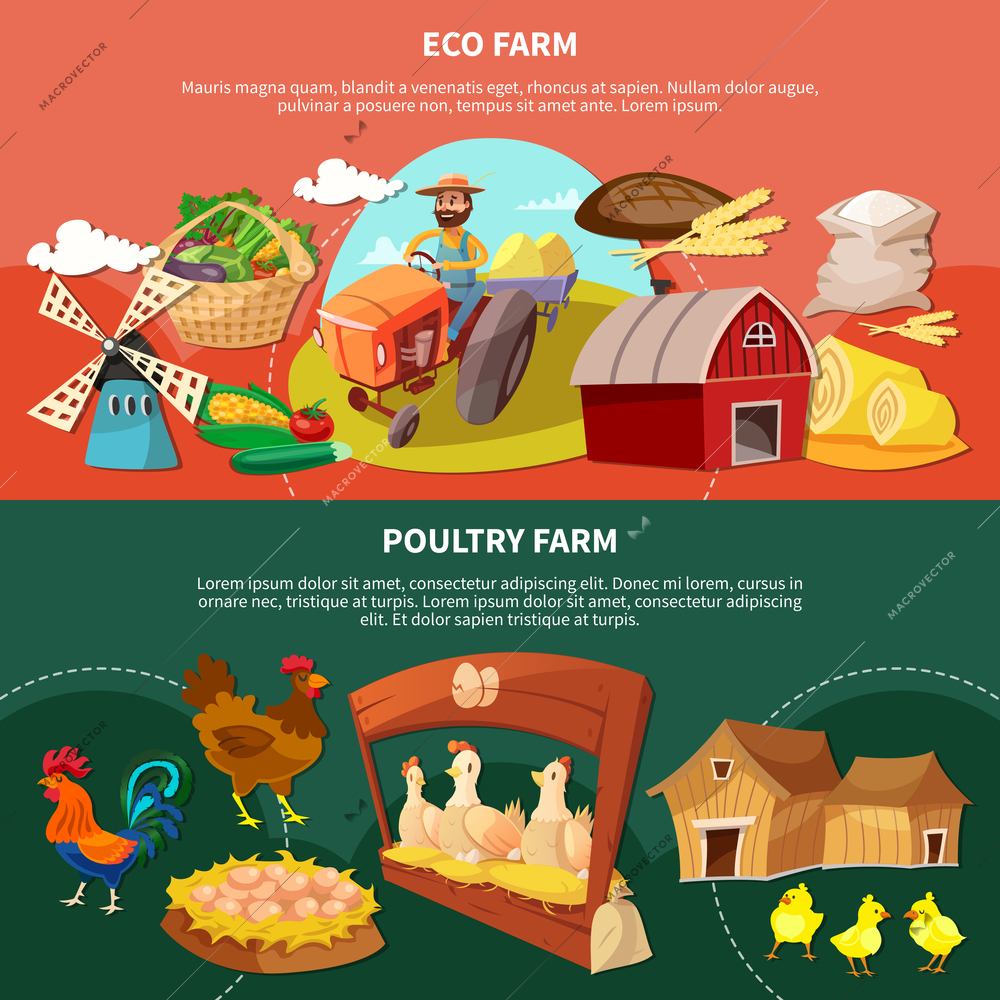 Two farm colored cartoon banner set with eco and poultry farm descriptions vector illustration