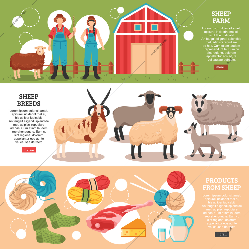 Sheep breeding farm production 3 flat horizontal banners webpage with ram ewes meat diary wool isolated vector illustration