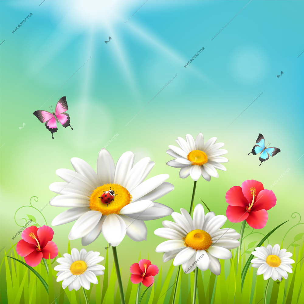 Daisy realistic 3d composition flowers in the sun with with butterflies and beetles vector illustration