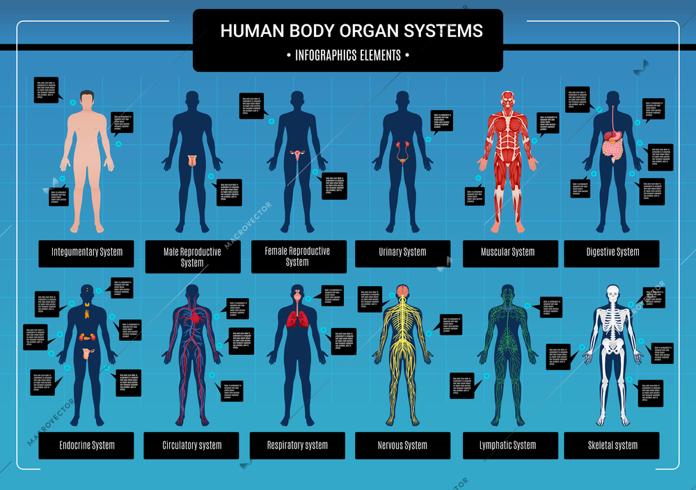 Human body internal organs circulatory nervous and skeletal systems anatomy and physiology flat educative infographics vector illustration