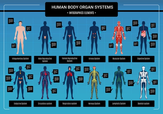 Human body internal organs circulatory nervous and skeletal systems anatomy and physiology flat educative infographics vector illustration